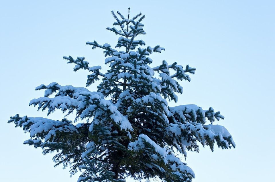 Coconino National Forest Christmas tree permits for sale Local