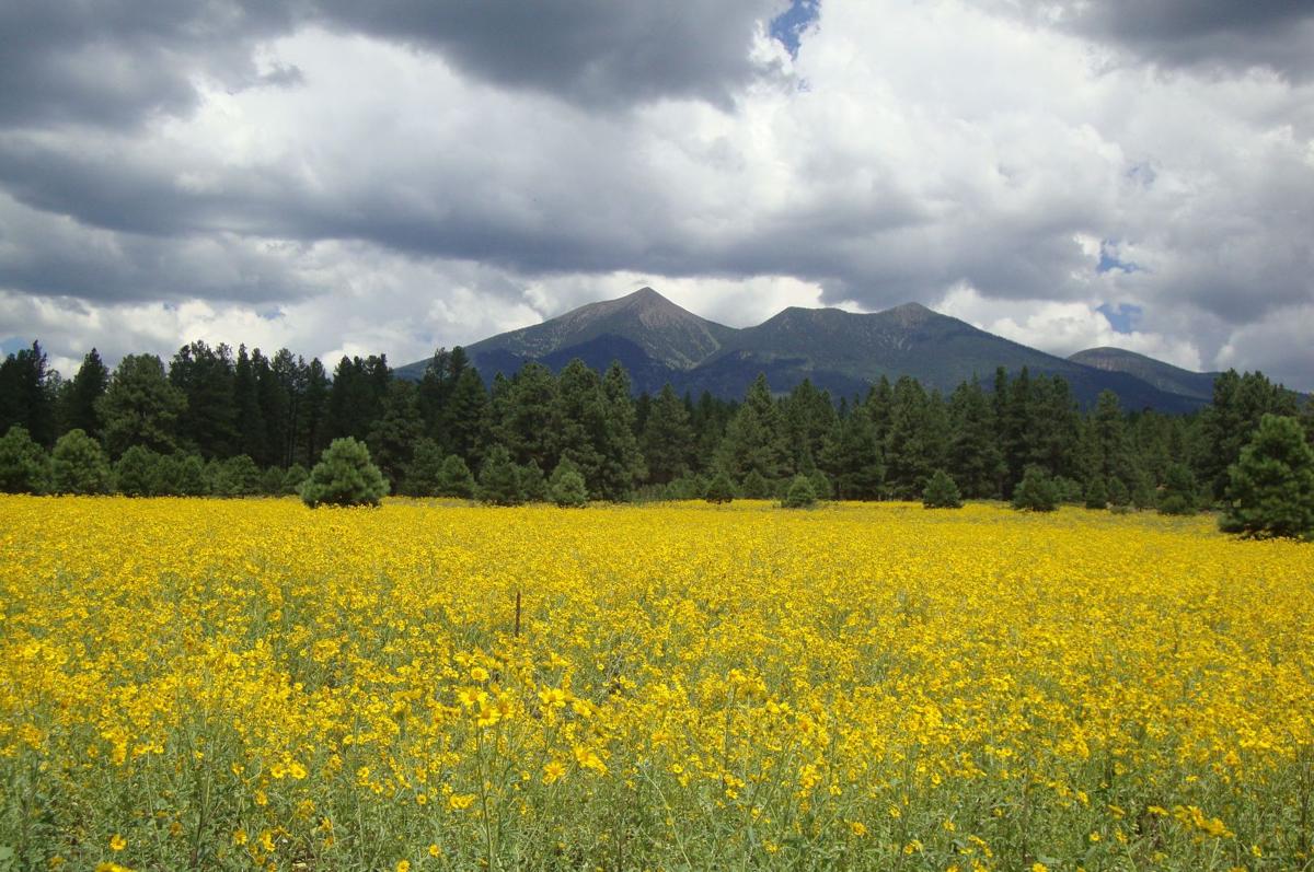 Summer weather, beauty in Flagstaff