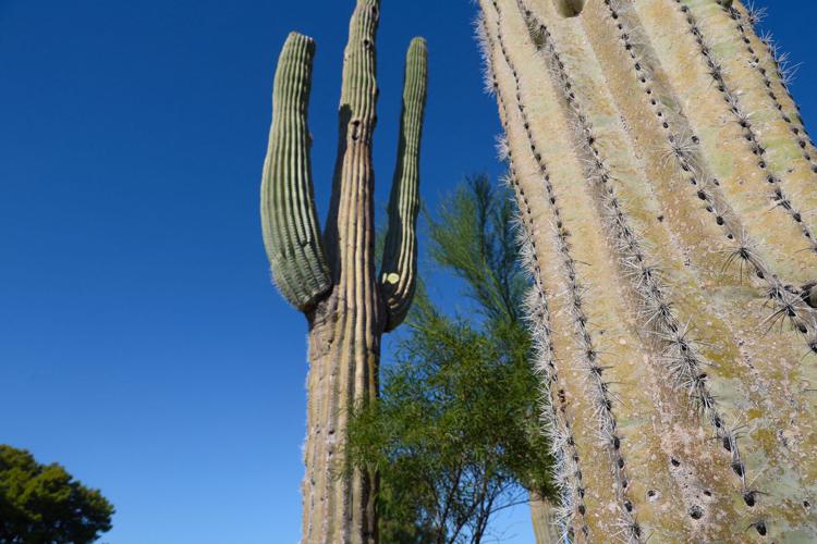 Saguaro