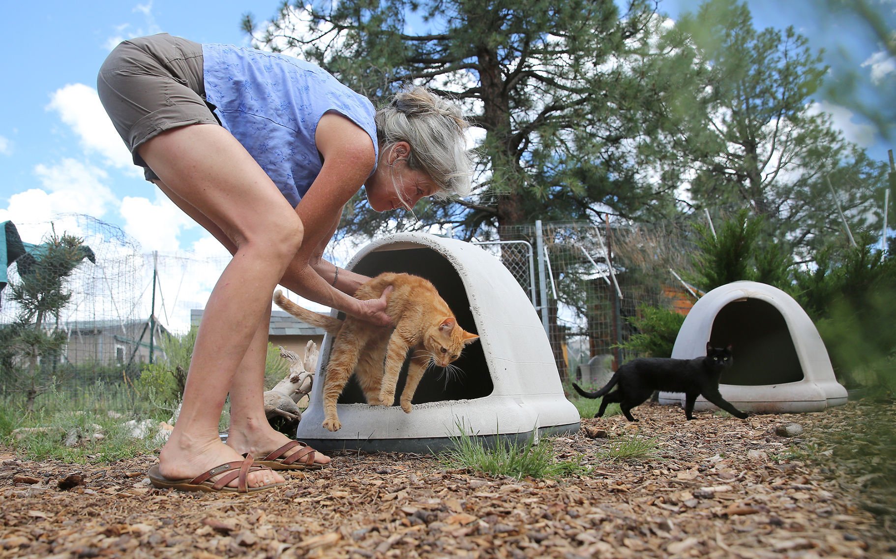 The Ark cat sanctuary places 546 cats 