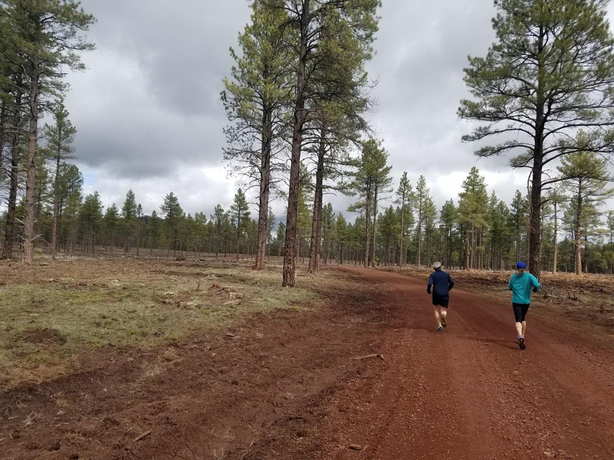 Forest Roads