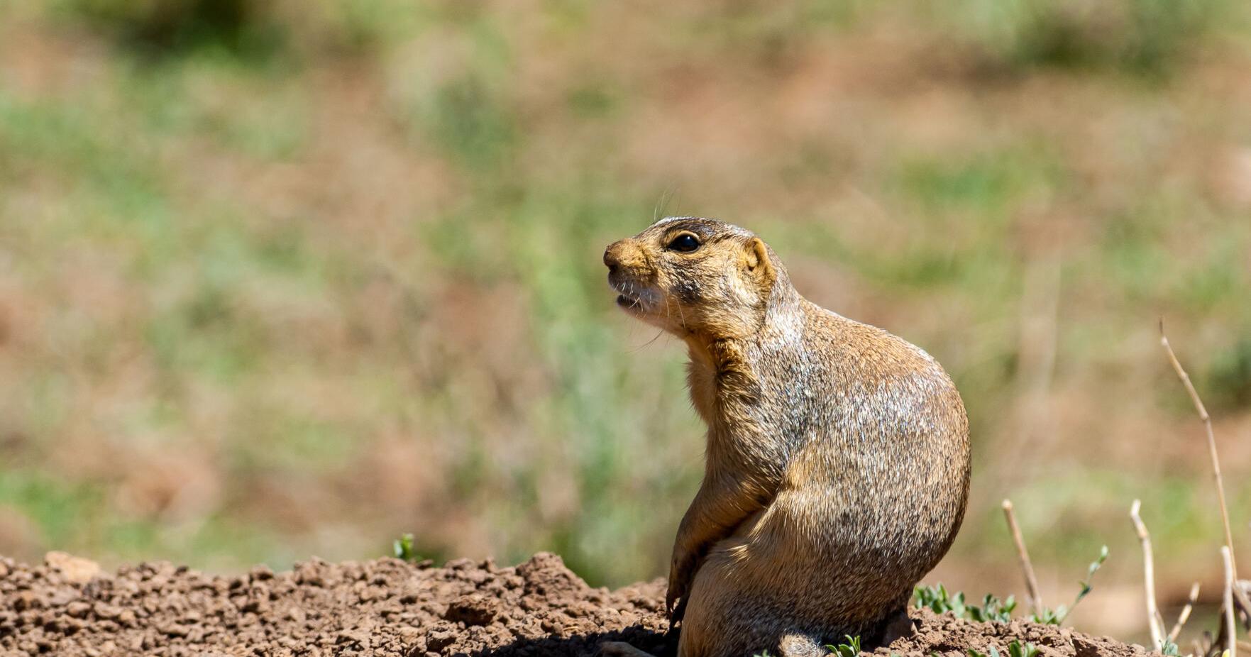 Ask a Ranger: Love or hate them, prairie dogs key cog of ecosystem - Vimarsana News