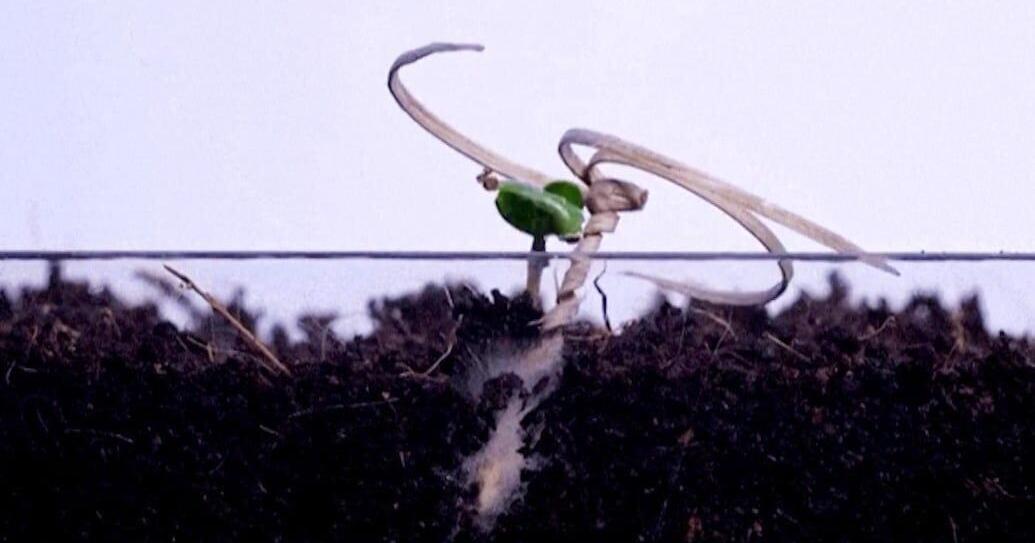 These self-burying seed carriers can plant themselves after being dropped from the sky