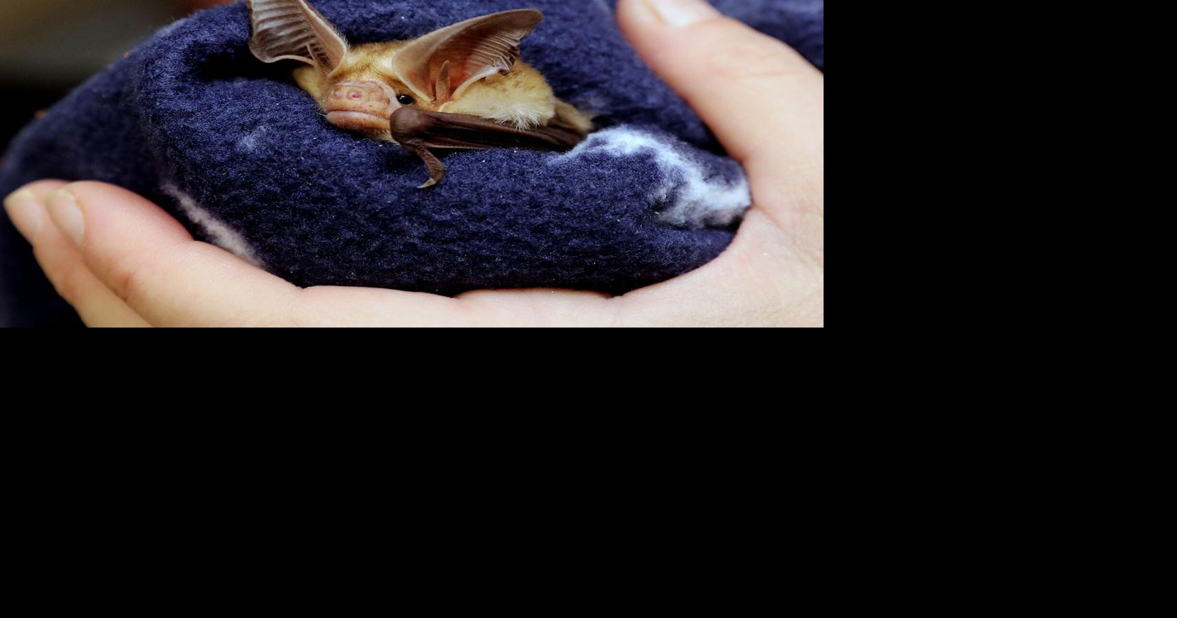 Northern Arizona Bat Rescue mends the broken wings of a Halloween icon ...