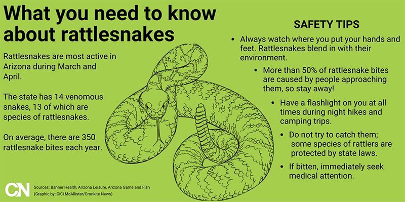 rattlesnake graphic