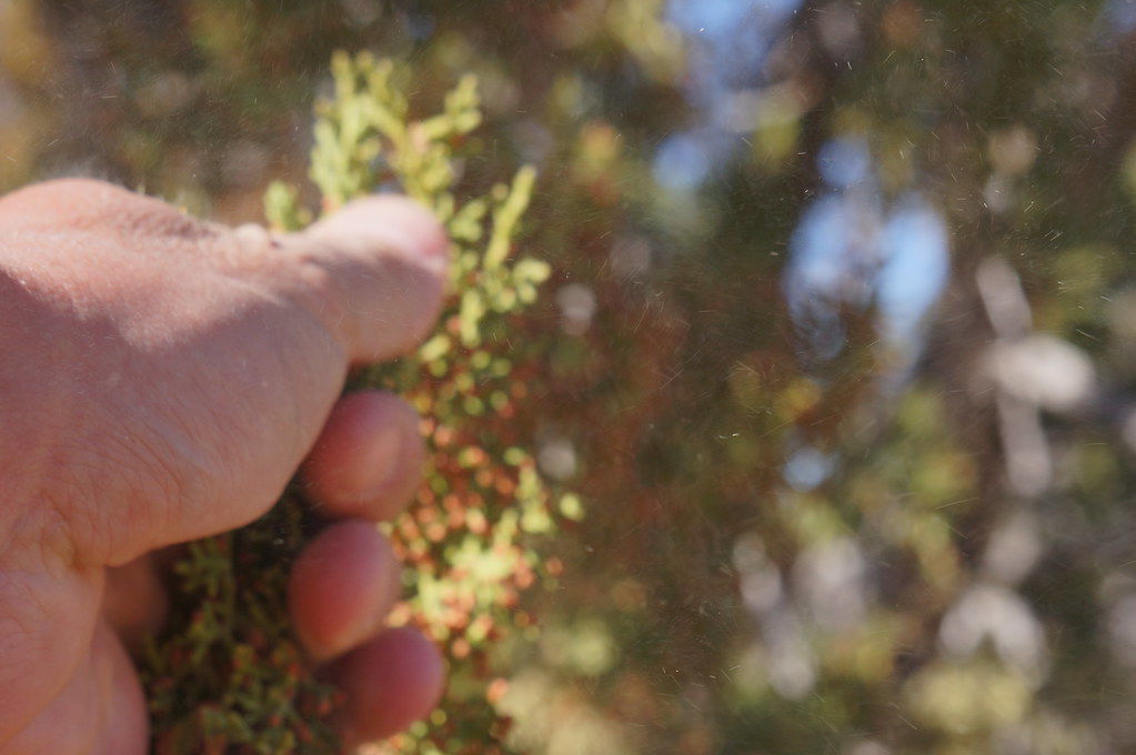 Allergies spring up in Flagstaff