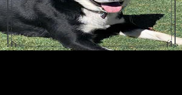 CHA Pet of the Week: Rio