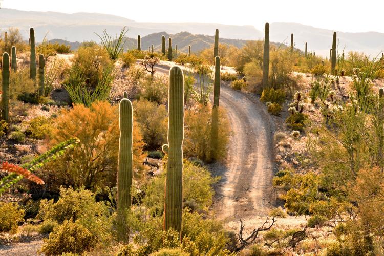 Cabeza Prieta National Wildlife Refuge, near Ajo, Ariz.