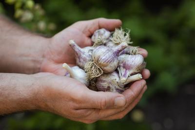 Garlic