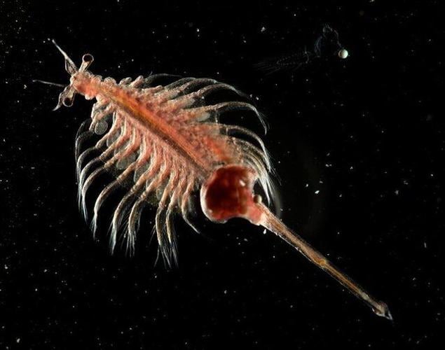 Artemia_parthenogenetica_(Salinas_de_AnŞana).jpg