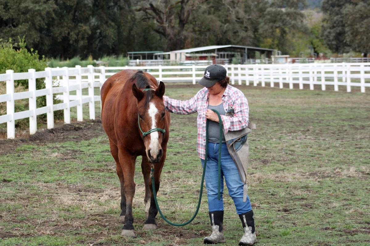 Recovered Havasupai horses
