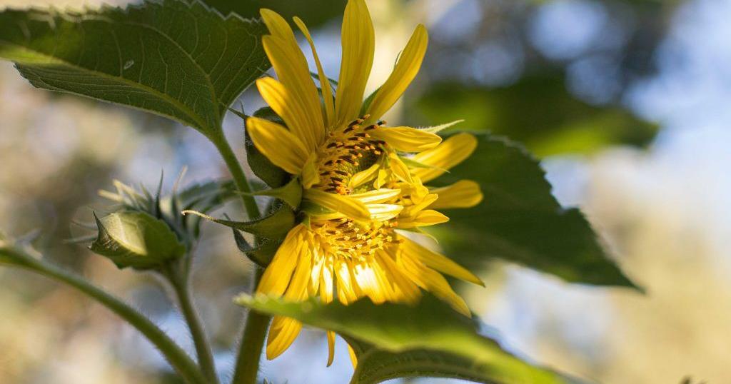 Gardening Etcetera: The wonder of sunflowers - Vimarsana News
