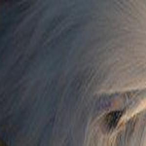 Review Abominable Is Entertaining Albeit Unoriginal Reviews Azdailysun Com