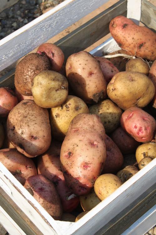 spuds