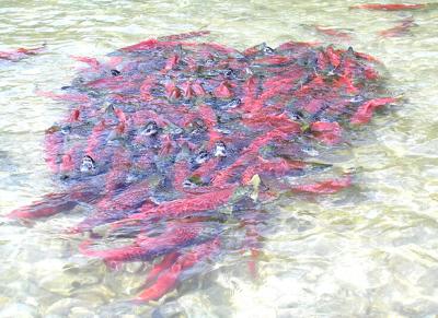 Salmon