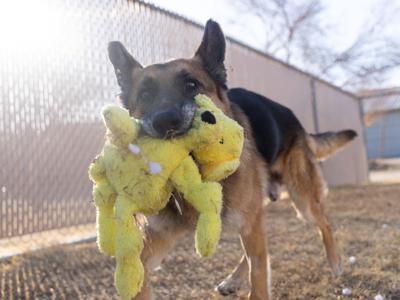 AZHumane