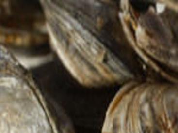 Wolf S Den How To Deal With The Quagga Mussel When Boating Columnists Azdailysun Com