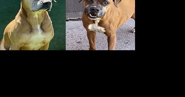 CHA Pet of the Week: Rosey and Narnia - Vimarsana News