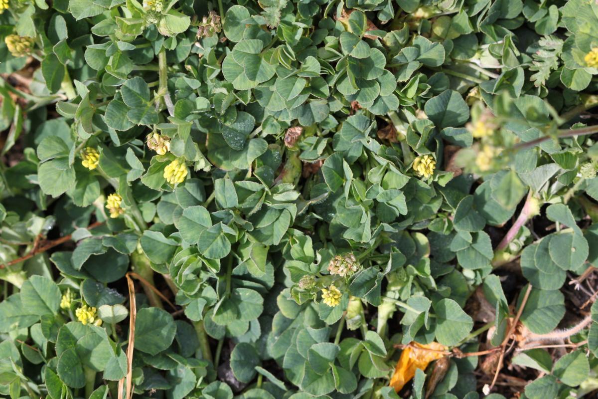 black medick