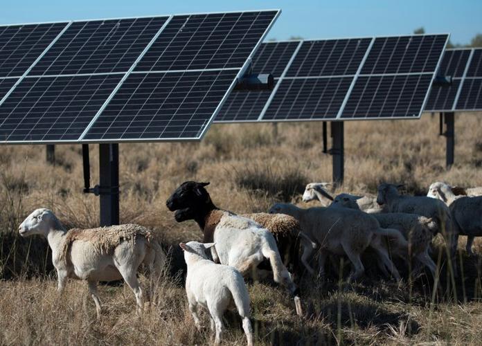 Sheep graze under solar panels on a farm run by Chad Raines in Texas