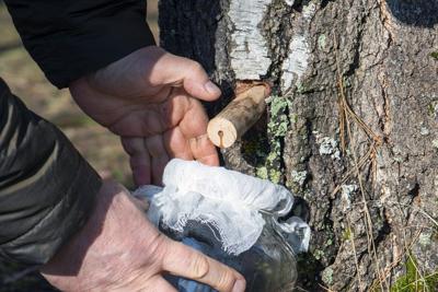FOOD-BIRCH-SYRUP-DMT
