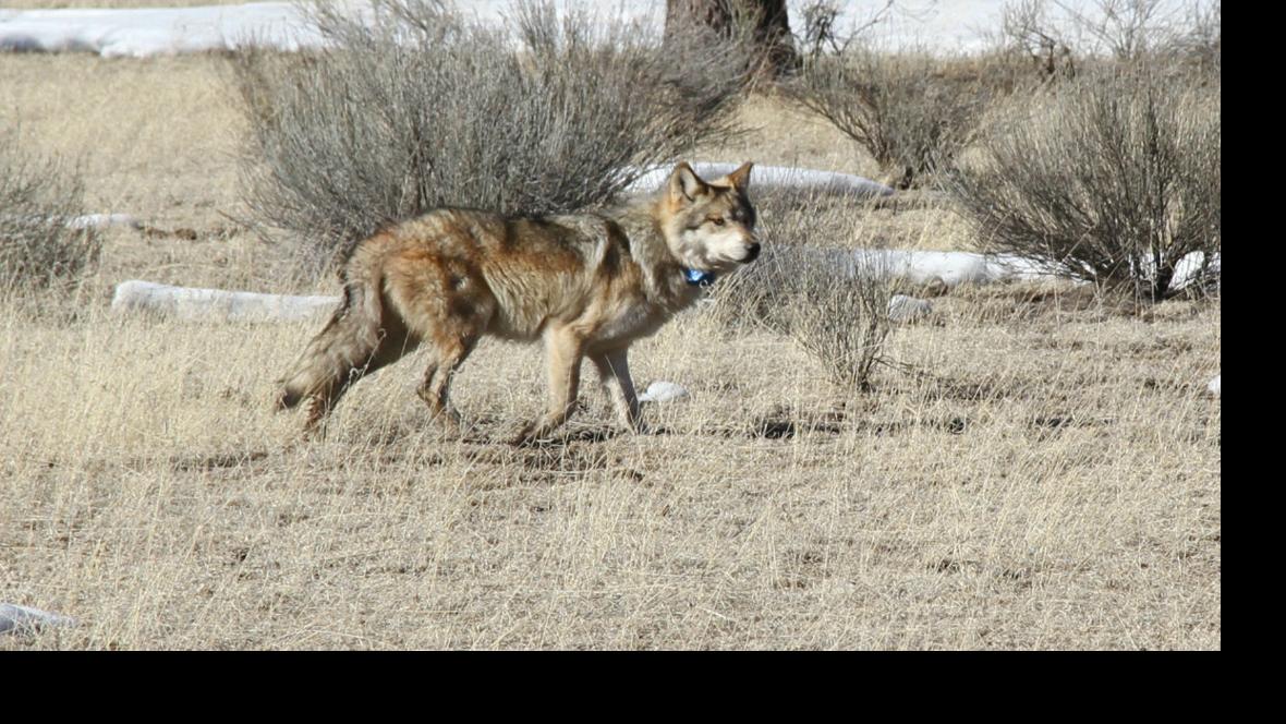 New Mexican wolf plan palatable to some in Flagstaff, deemed flawed by others