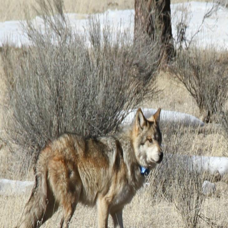 mean mexican wolves allowed