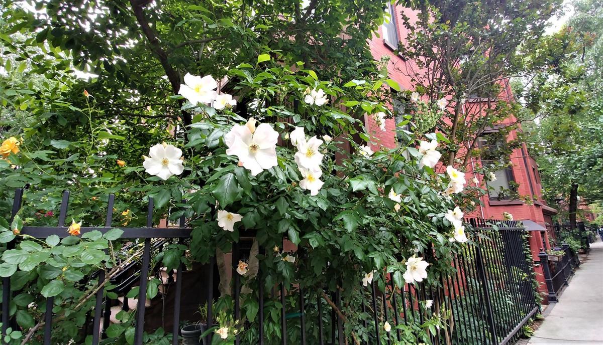 The Grass Is Always Greener On Leaving Flagstaff Temporarily