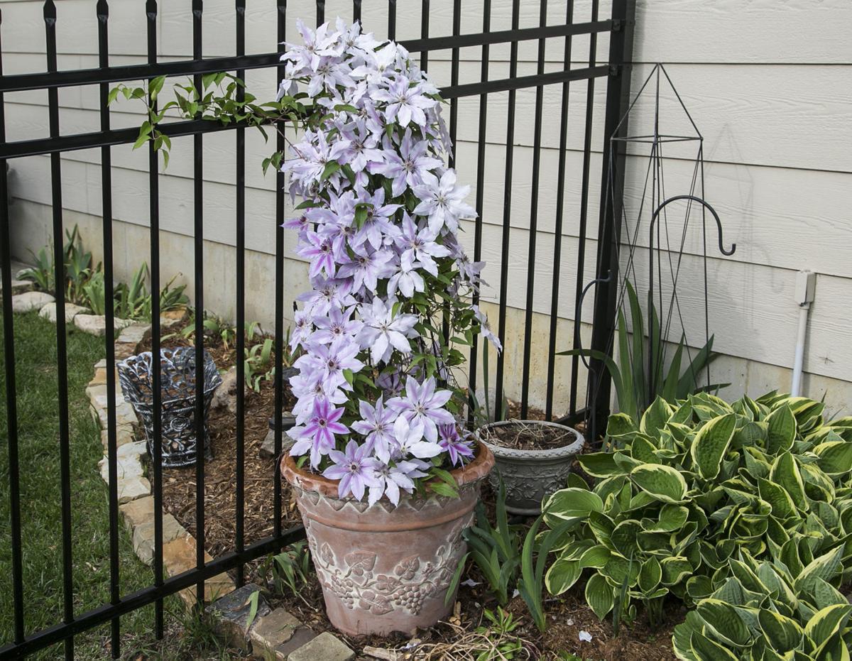 Shifting The Garden Into Containers Home And Garden Azdailysun Com