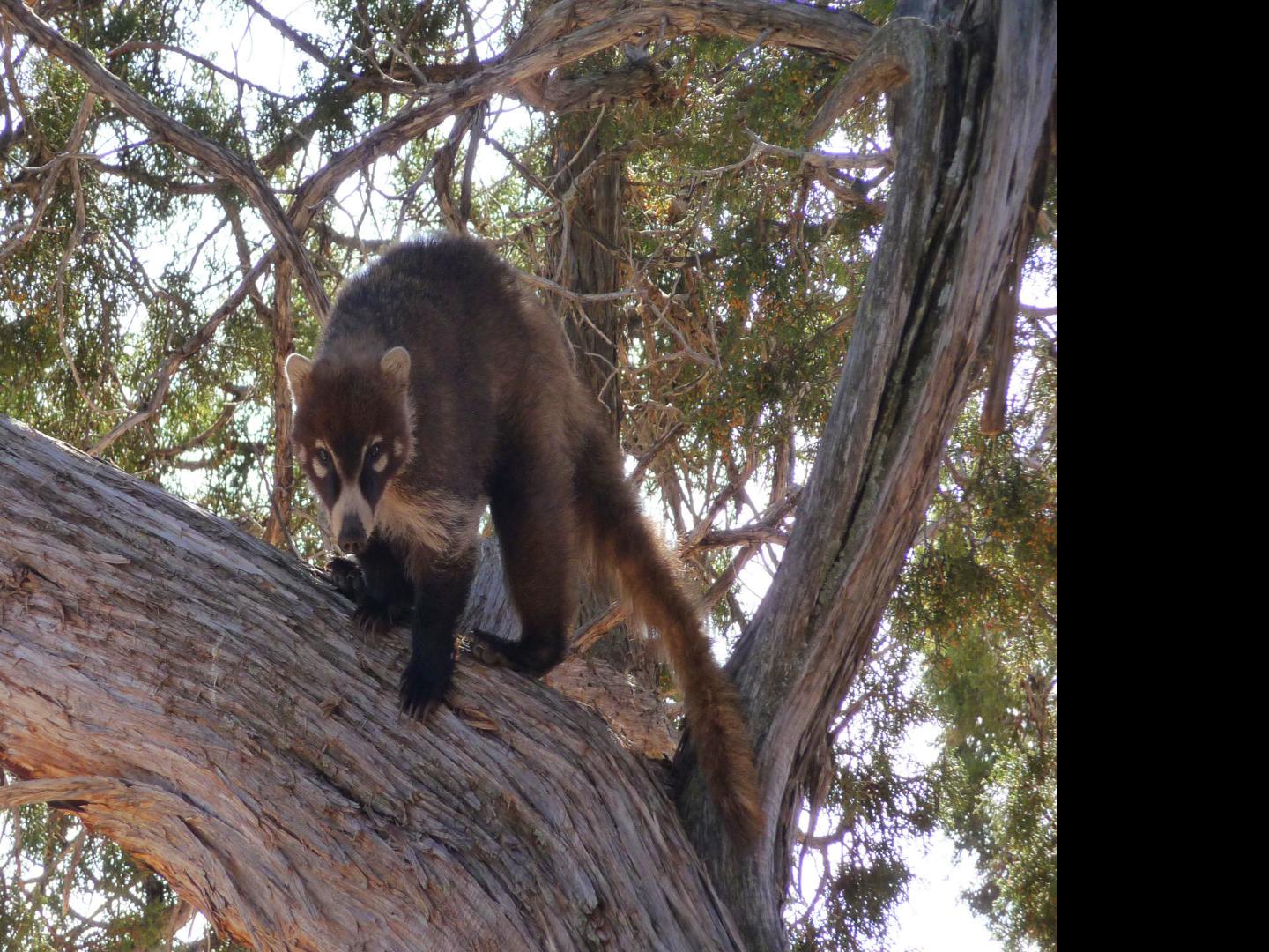 Ask A Ranger An Unusual Wildlife Sighting At Walnut Canyon National Monument Columnists Azdailysun Com
