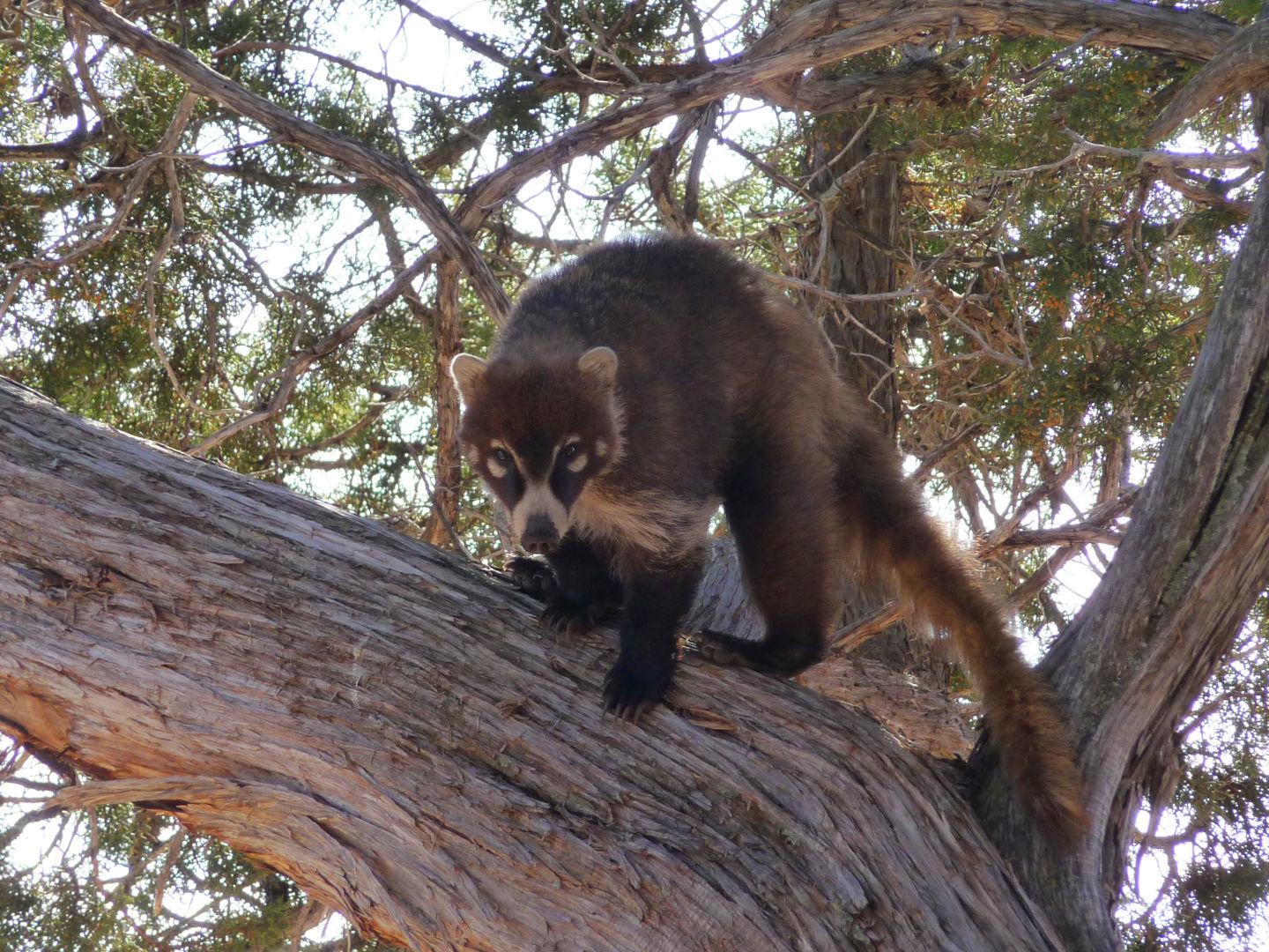 Ask A Ranger An Unusual Wildlife Sighting At Walnut Canyon National Monument Columnists Azdailysun Com