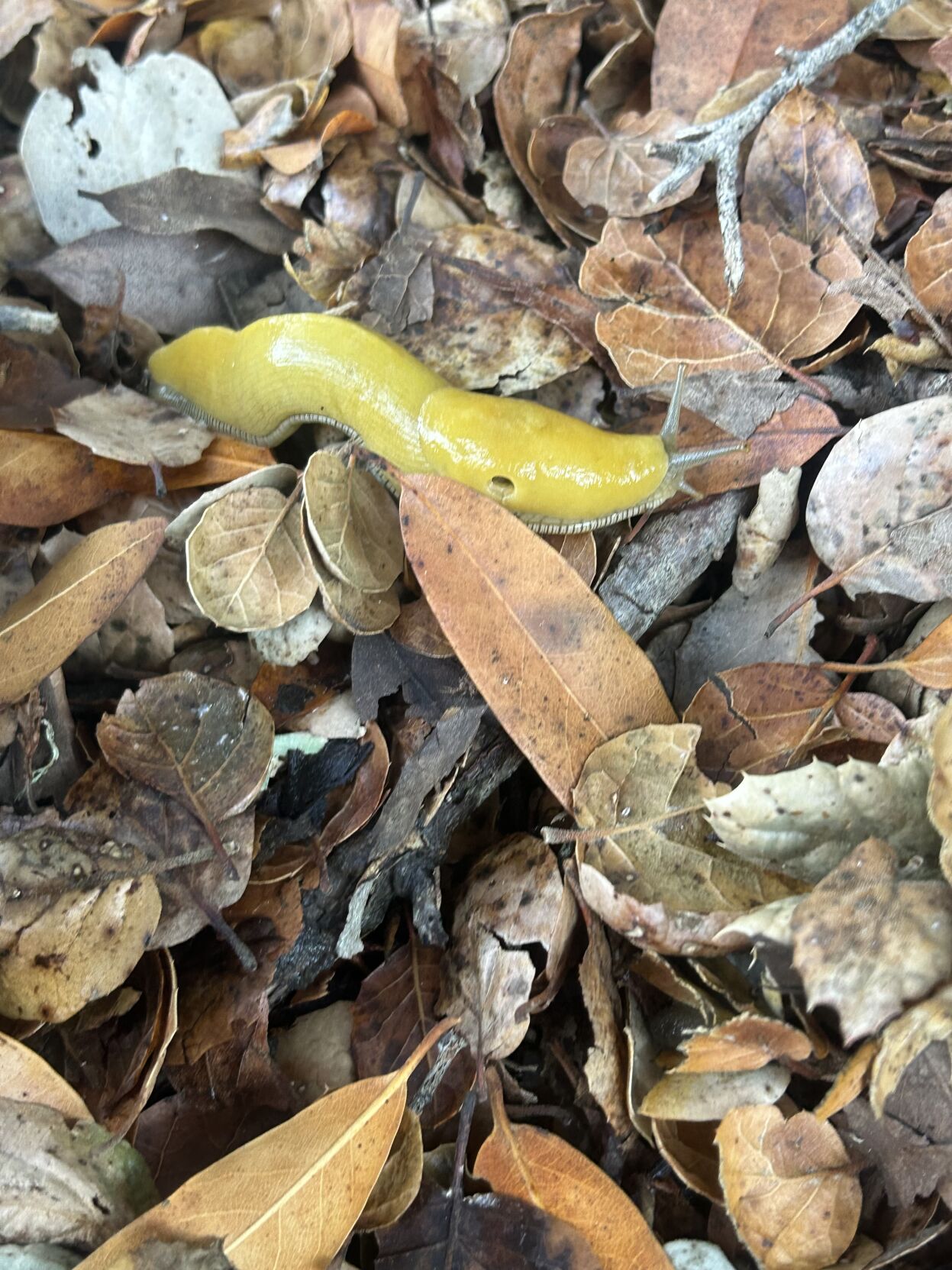 London Zoo Let there be banana slugs Local News azdailysun