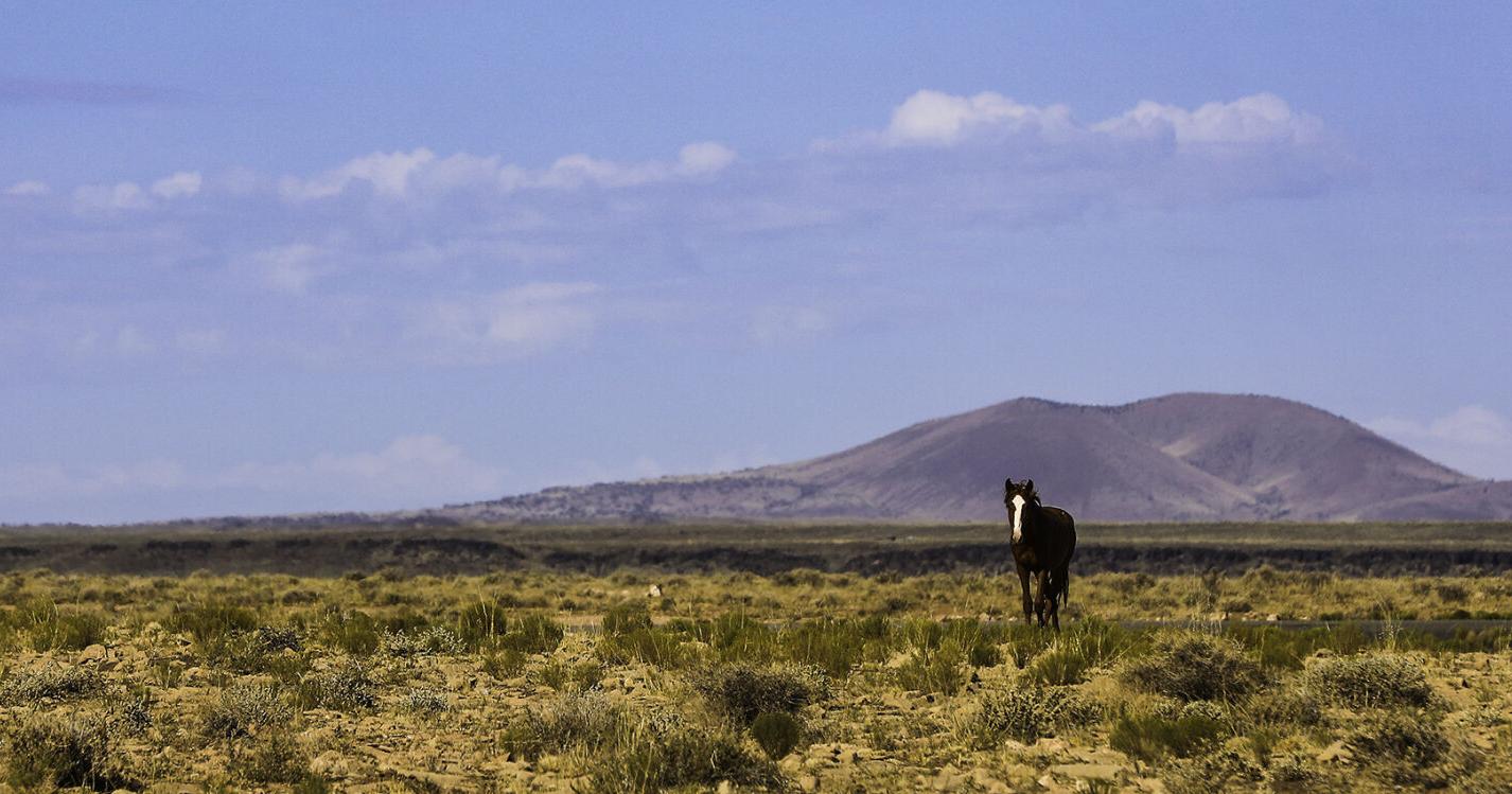 Meet the heroes bringing water to Gray Mountain's wild horses - Vimarsana News