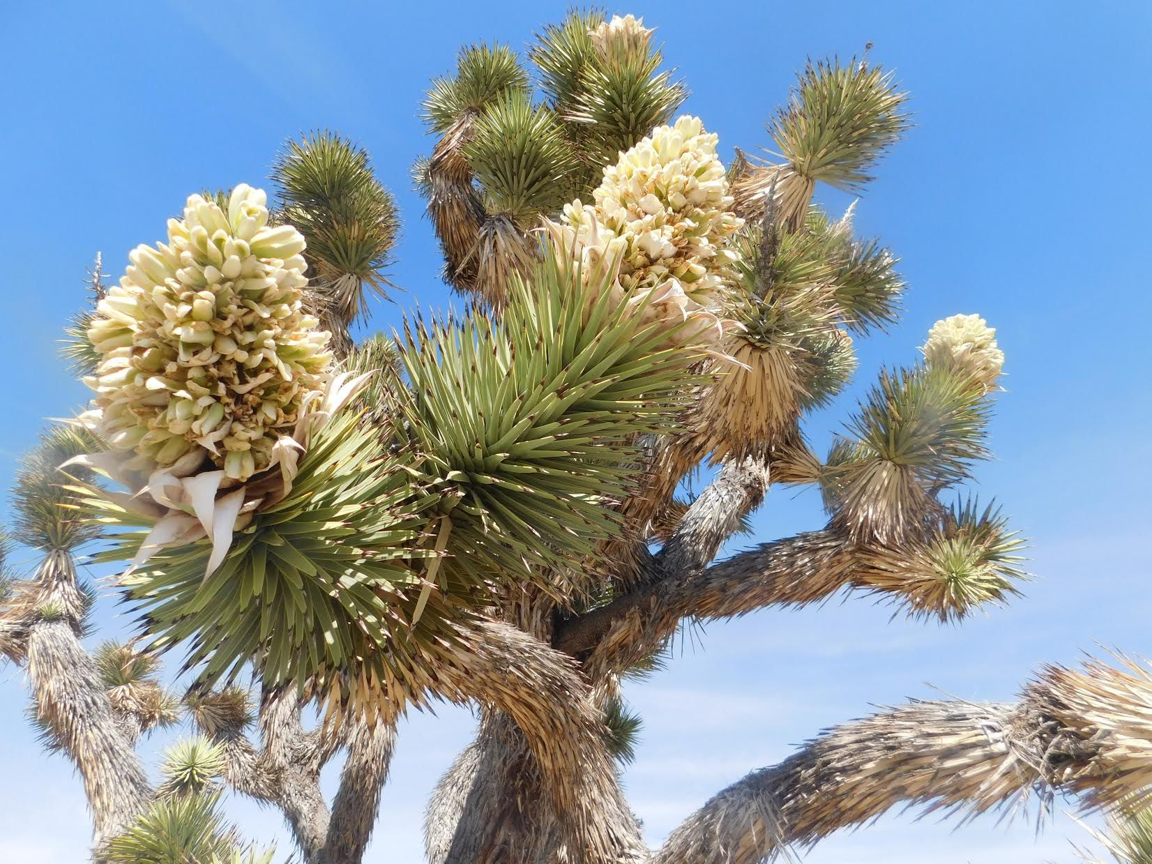 Ask a Ranger Joshua Tree a mix of landscapes history