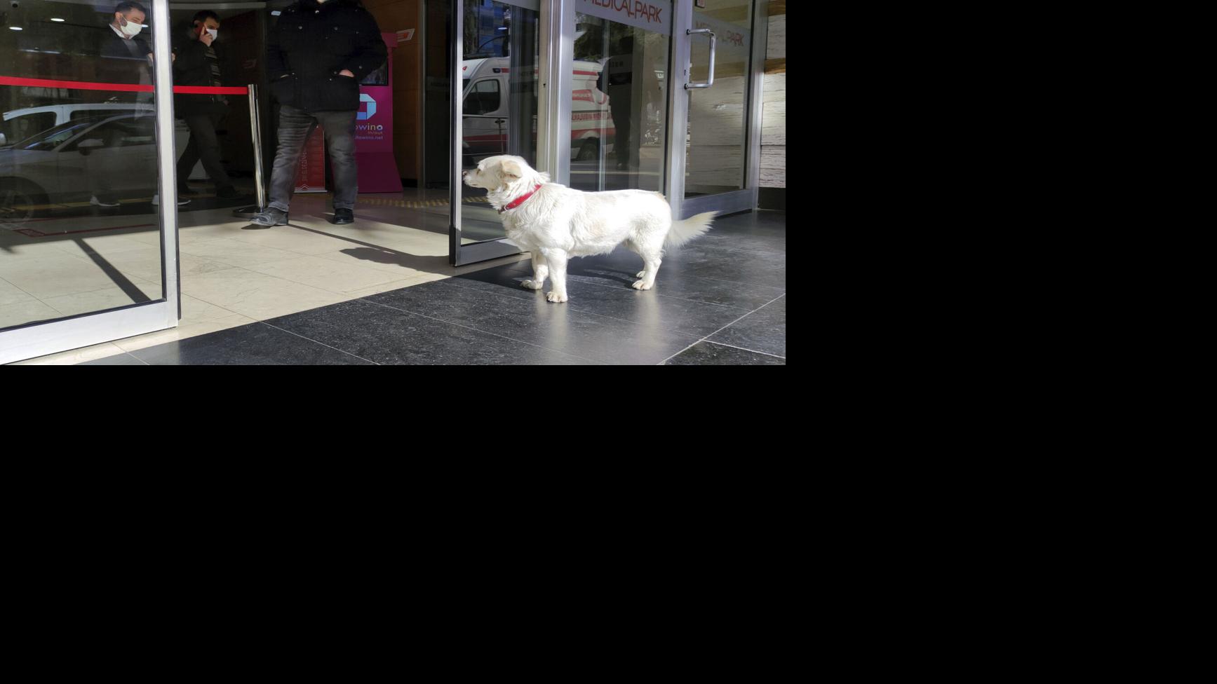 A devoted dog spent days outside a Turkish hospital waiting for her owner