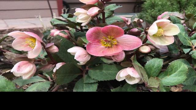 Gardening Etcetera: Perennials for early spring color