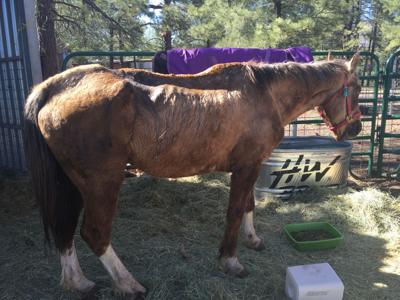 Havasupai Set New Care Rules For Pack Horses Local Azdailysun Havasupai Horse Ng Standards