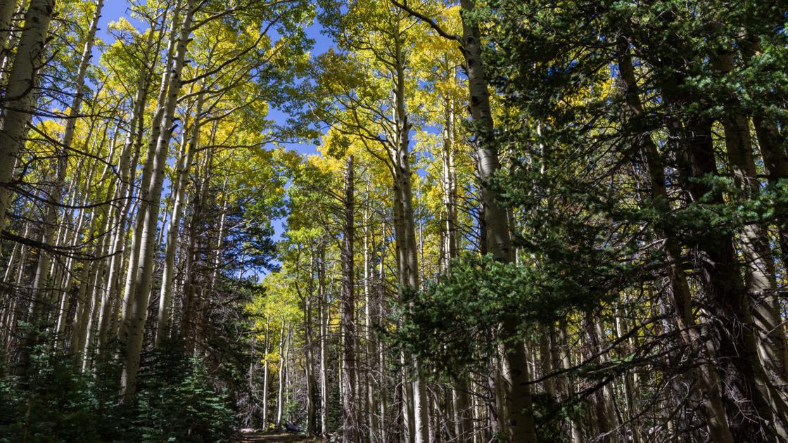 Fall by foot: Get transferring this autumn with our favourite hikes to see fall foliage | Fall by foot: Get transferring this autumn with our favourite hikes to see fall foliage |