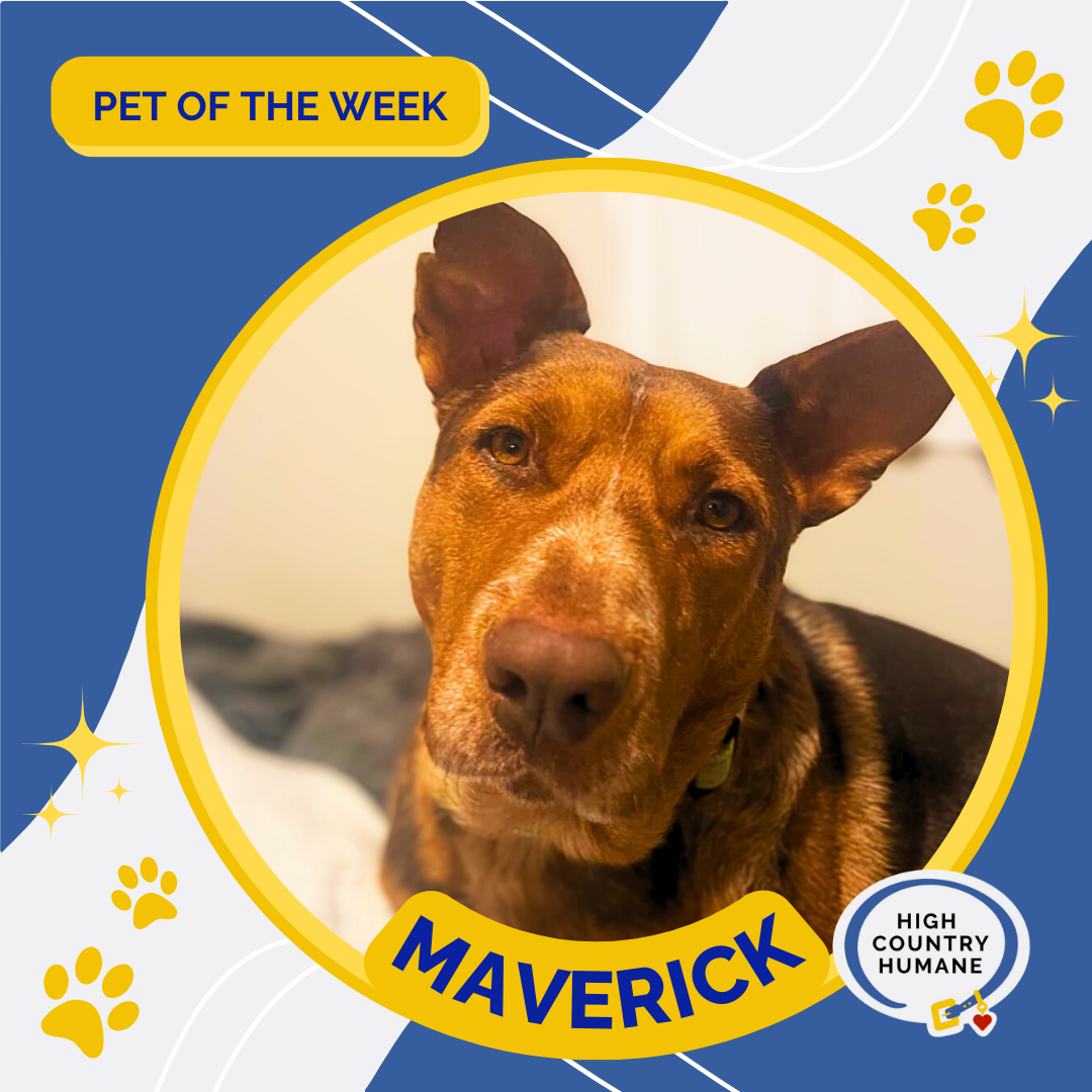 HCH Pet Of The Week: Maverick | Local News | Azdailysun.com