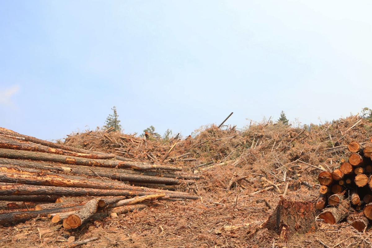Arizona Corporation Commission votes to halt biomass ...