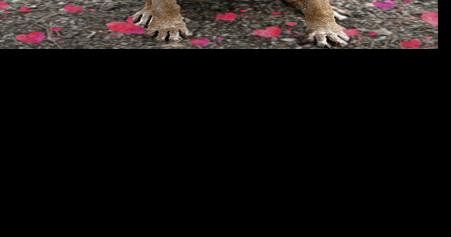 CHA Pet of the Week: Rosey - Vimarsana News