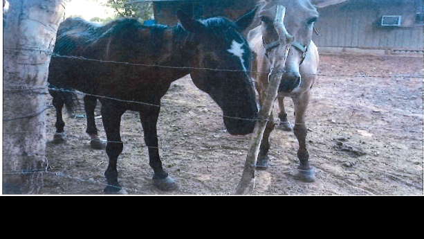 Havasupai tribal court sets probation in case of horse abuse