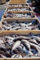 Eat fresh fish like Iceland