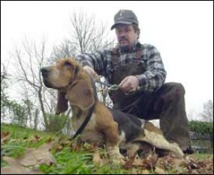 basset hound rabbit hunting