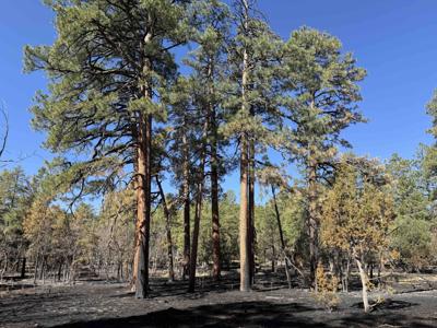 Letter from Home: Tending fire