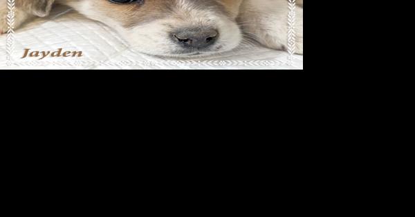 CHA Pet of the Week: Jayden - Vimarsana News