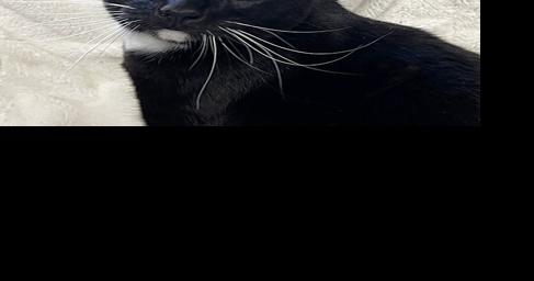 CHA Pet of the Week: Mako - Vimarsana News