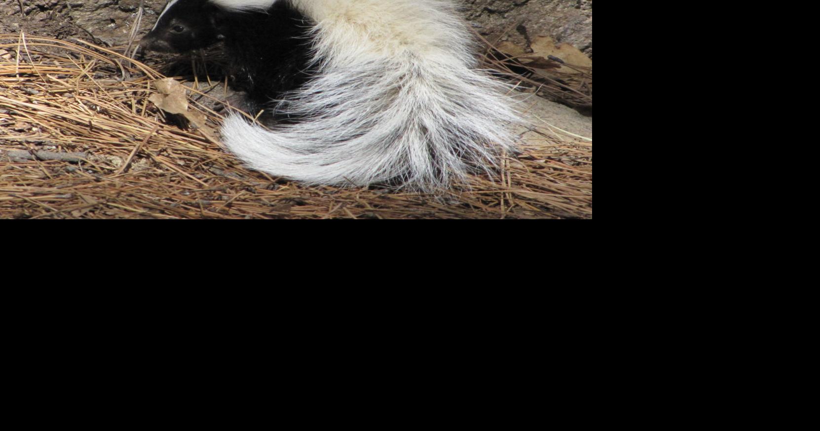 NAU researcher enlists citizens for attack on skunk rabies