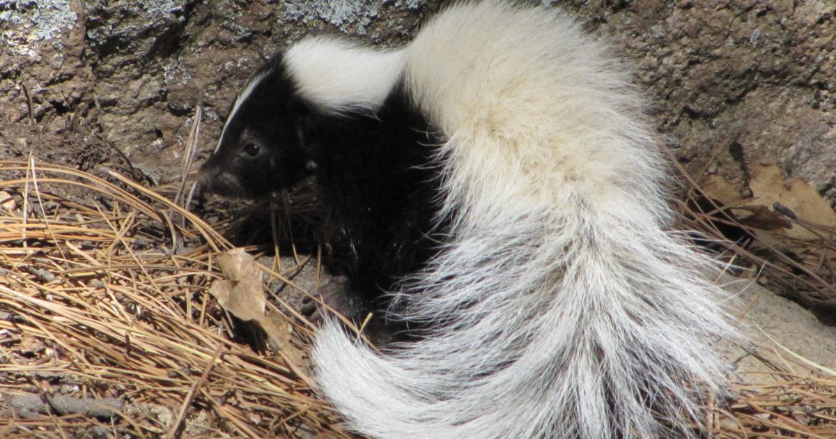 NAU researcher enlists citizens for attack on skunk rabies