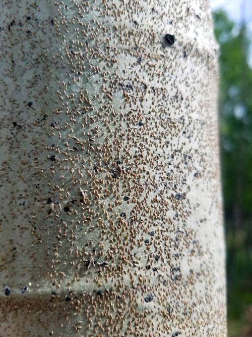 Oystershell scale